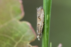 Sivsumpvikler (Bactra lancealana)
