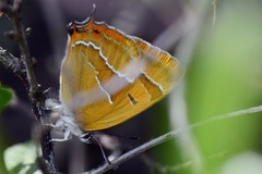 Brown Hairstreak (Thecla betulae)