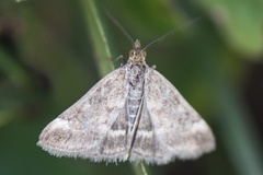 Grobladengmott (Pyrausta despicata)