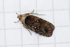 Agonopterix ciliella/heracliana