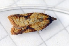 Mjødurtflatvikler (Acleris aspersana)