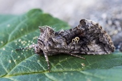 Skogmetallfly (Syngrapha interrogationis)