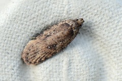 Agonopterix ciliella/heracliana