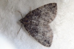 July Highflyer (Hydriomena furcata)