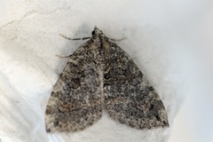 July Highflyer (Hydriomena furcata)