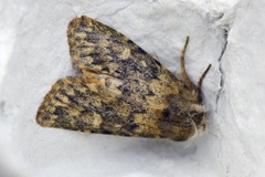 Brindled Ochre (Dasypolia templi)