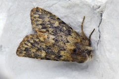 Tempelfly (Dasypolia templi)