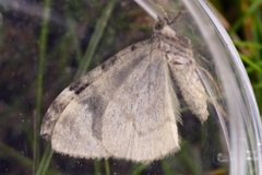 Dark Marbled Carpet (Dysstroma citrata)