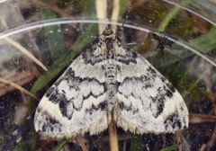 Dark Marbled Carpet (Dysstroma citrata)