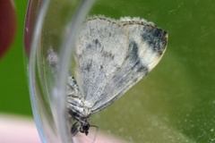 Dark Marbled Carpet (Dysstroma citrata)