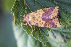 Fiolettbåndet gulfly (Xanthia togata)