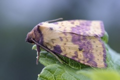 Fiolettbåndet gulfly (Xanthia togata)