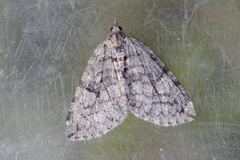 July Highflyer (Hydriomena furcata)