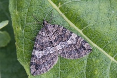 July Highflyer (Hydriomena furcata)