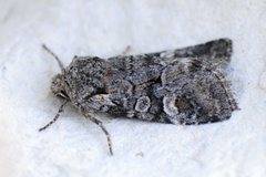 Minor Shoulder-knot (Brachylomia viminalis)