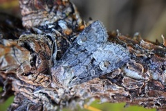 Minor Shoulder-knot (Brachylomia viminalis)