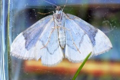 Dark Marbled Carpet (Dysstroma citrata)