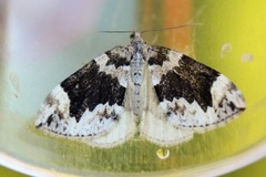 Dark Marbled Carpet (Dysstroma citrata)