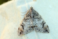 Dark Marbled Carpet (Dysstroma citrata)