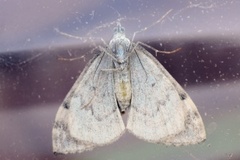 Dark Marbled Carpet (Dysstroma citrata)