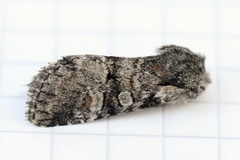 Minor Shoulder-knot (Brachylomia viminalis)