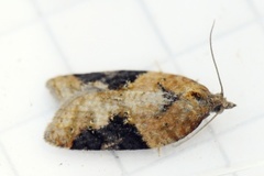 Jordbær-/buskflatvikler (Acleris comariana/laterana)