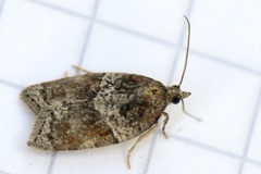 Seljeflatvikler (Acleris hastiana)