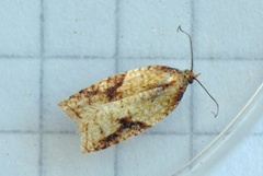 Mjødurtflatvikler (Acleris aspersana)