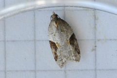 Jordbær-/buskflatvikler (Acleris comariana/laterana)