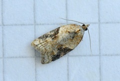 Jordbær-/buskflatvikler (Acleris comariana/laterana)