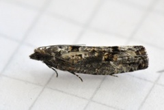 Dark Aspen Bell (Epinotia maculana)