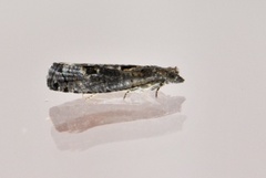 Dark Aspen Bell (Epinotia maculana)