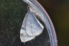 Dark Marbled Carpet (Dysstroma citrata)
