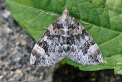 Dark Marbled Carpet (Dysstroma citrata)