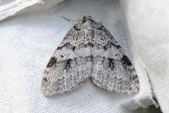 Autumnal Moth (Epirrita autumnata)