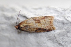 Mjødurtflatvikler (Acleris aspersana)