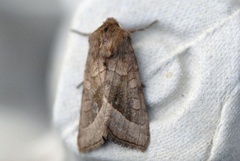 Brunt stengelfly (Hydraecia micacea)