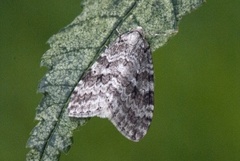 Autumnal Moth (Epirrita autumnata)