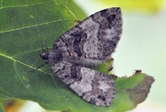 July Highflyer (Hydriomena furcata)