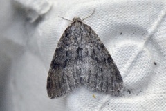 July Highflyer (Hydriomena furcata)