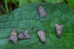 Brindled Ochre (Dasypolia templi)