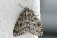 Autumnal Moth (Epirrita autumnata)