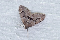 Juniper Carpet (Thera juniperata)