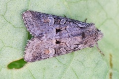 Rotstrekvierfly (Brachylomia viminalis)