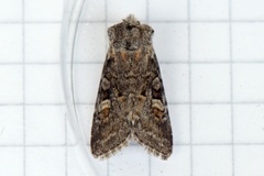 Minor Shoulder-knot (Brachylomia viminalis)