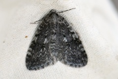 Autumnal Moth (Epirrita autumnata)