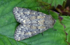 Tempelfly (Dasypolia templi)