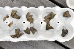 Brindled Ochre (Dasypolia templi)