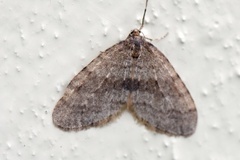 Winter Moth (Operophtera brumata)