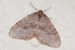 Winter Moth (Operophtera brumata)